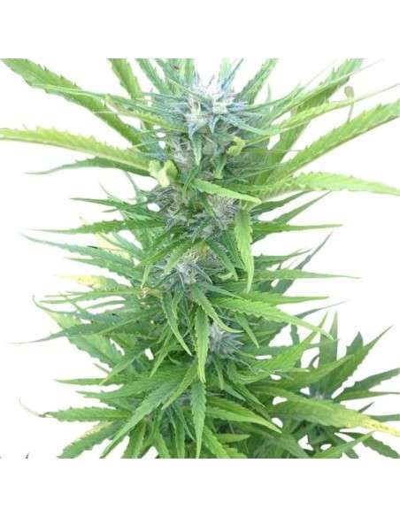 ROYAL QUEEN SEEDS - Northern Light Automatic - 4