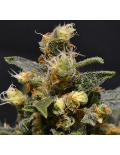 CBD AK47 (Odmiana medyczna) - 1 2