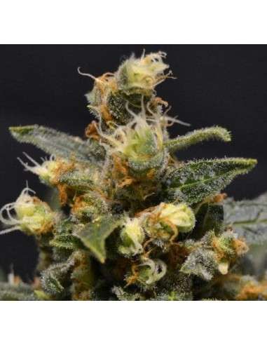 CBD AK47 (Odmiana medyczna) - 2