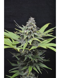 CBD Critical Mass (Odmiana medyczna) - 1