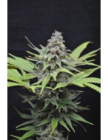 CBD Critical Mass (Odmiana medyczna) - 1