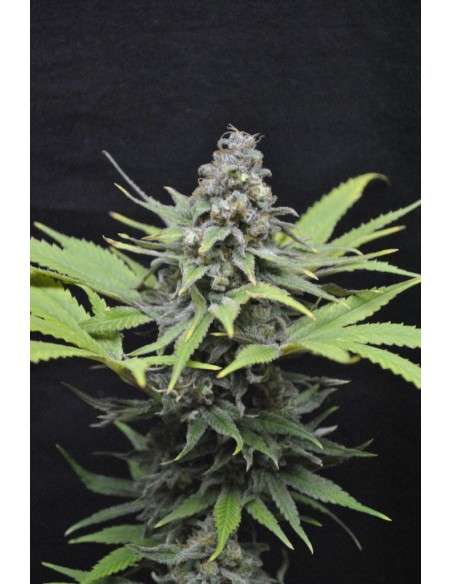 CBD Critical Mass (Odmiana medyczna) - 1