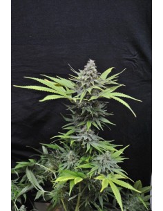 CBD Critical Mass (Odmiana medyczna) - 1 2