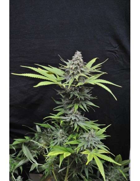 CBD Critical Mass (Odmiana medyczna) - 2