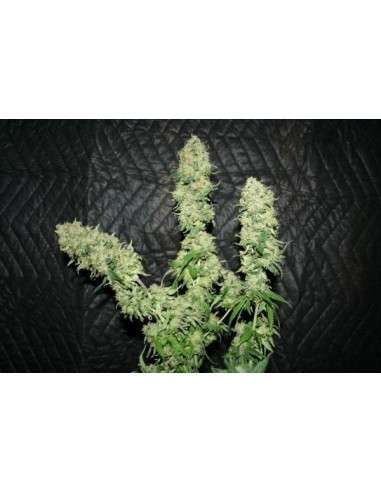 CBD Critical Mass (Odmiana medyczna) - 3