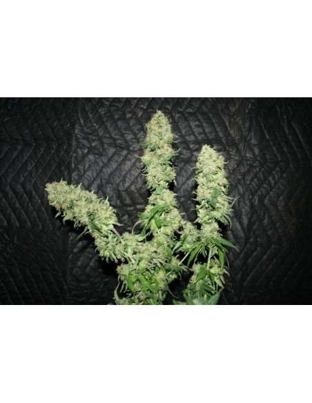 CBD Critical Mass (Odmiana medyczna) - 3