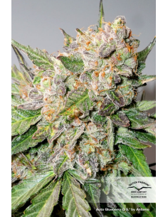 DUTCH PASSION - Auto Glueberry O.G. - 1