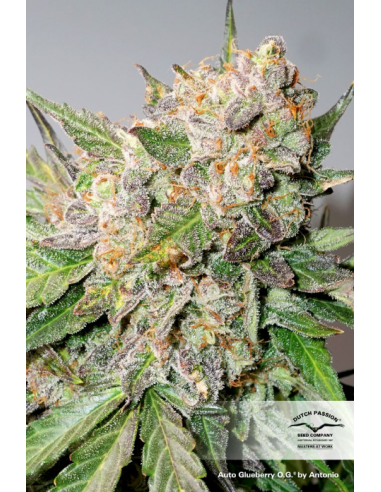 DUTCH PASSION - Auto Glueberry O.G. - 1