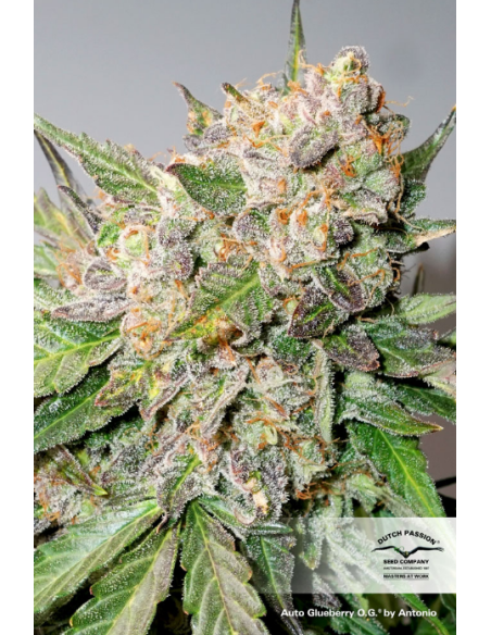 DUTCH PASSION - Auto Glueberry O.G. - 1