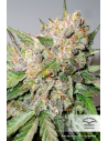 DUTCH PASSION - Auto Glueberry O.G. - 1