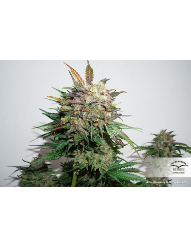 DUTCH PASSION - Auto Glueberry O.G. - 2