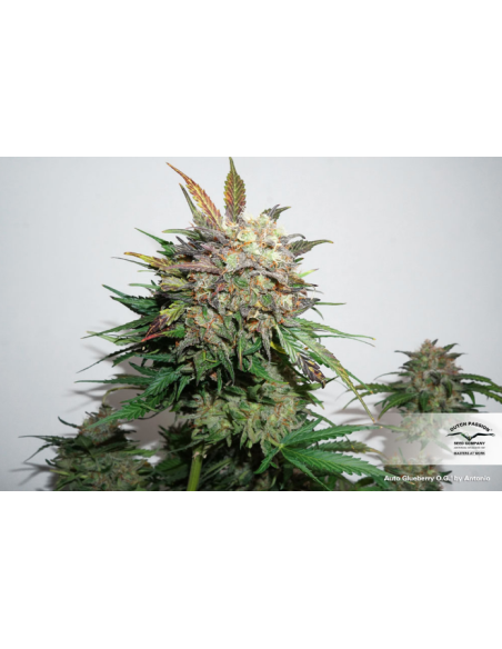 DUTCH PASSION - Auto Glueberry O.G. - 2