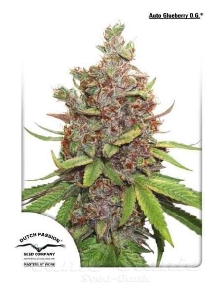 DUTCH PASSION - Auto Glueberry O.G. - 3