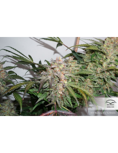 DUTCH PASSION - Auto Glueberry O.G. - 4