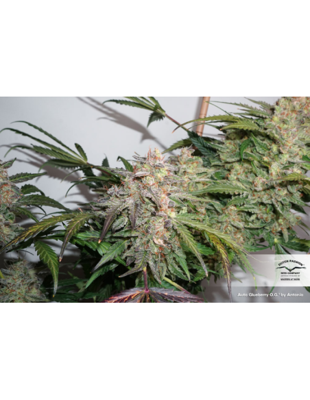 DUTCH PASSION - Auto Glueberry O.G. - 4