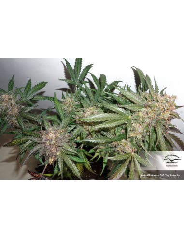 DUTCH PASSION - Auto Glueberry O.G. - 5