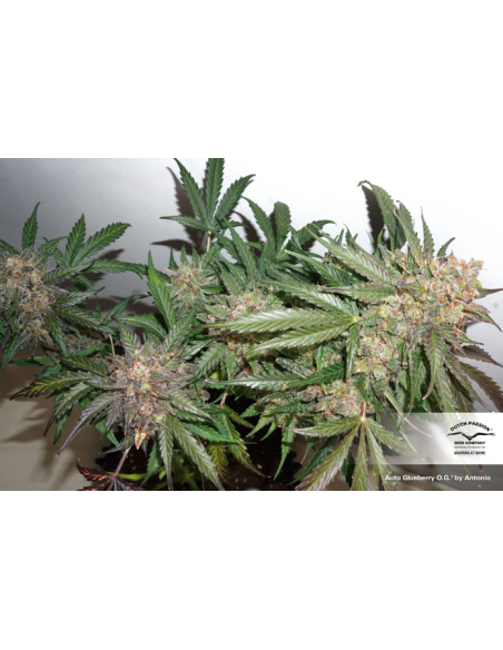 DUTCH PASSION - Auto Glueberry O.G. - 5