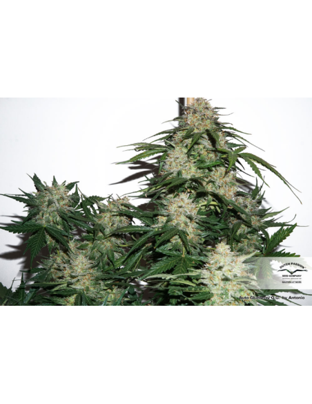 DUTCH PASSION - Auto Glueberry O.G. - 6
