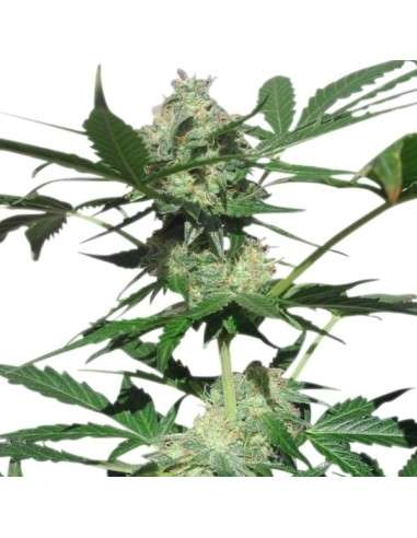 ROYAL QUEEN SEEDS - Northern Light Automatic - 5