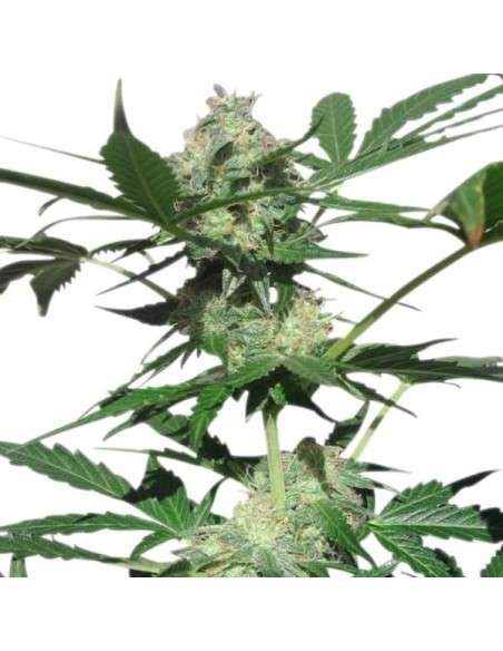 ROYAL QUEEN SEEDS - Northern Light Automatic - 5