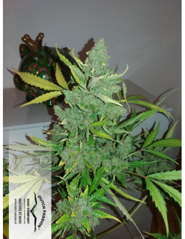 DUTCH PASSION - Auto Glueberry O.G. - 7