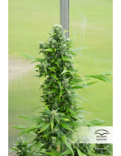 DUTCH PASSION - Auto Duck - 2 2
