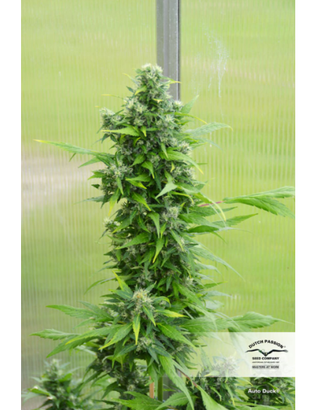 DUTCH PASSION - Auto Duck - 1