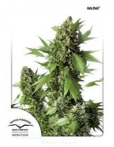DUTCH PASSION - Auto Duck - 2