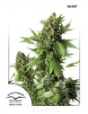 DUTCH PASSION - Auto Duck - 2