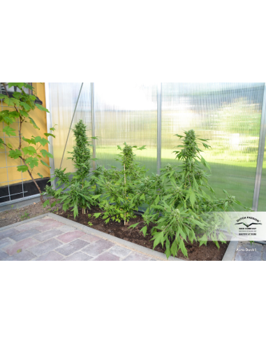 DUTCH PASSION - Auto Duck - 3