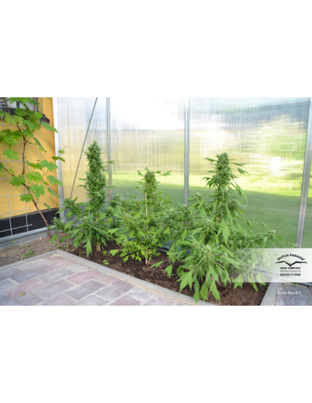 DUTCH PASSION - Auto Duck - 3