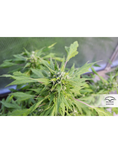 DUTCH PASSION - Auto Duck - 4