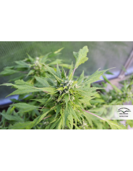 DUTCH PASSION - Auto Duck - 4