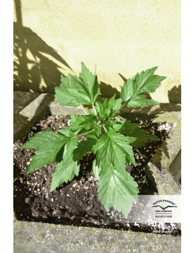 DUTCH PASSION - Auto Duck - 5