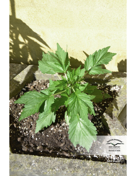 DUTCH PASSION - Auto Duck - 5