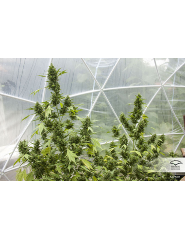 DUTCH PASSION - Auto Duck - 6