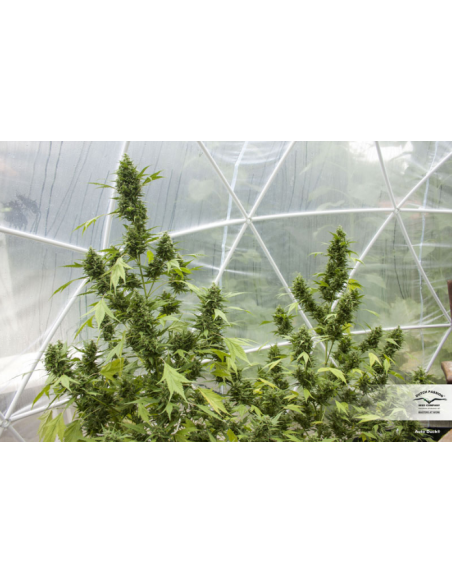 DUTCH PASSION - Auto Duck - 6