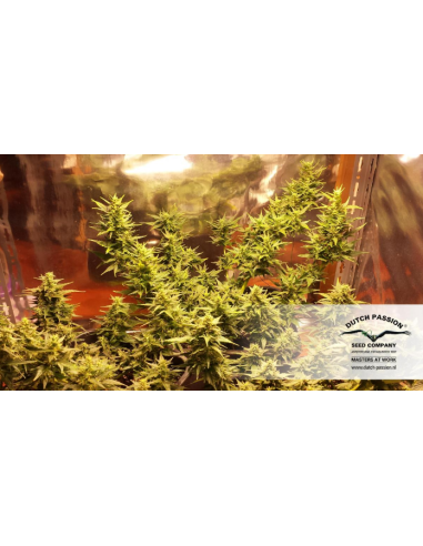DUTCH PASSION - Auto Duck - 7