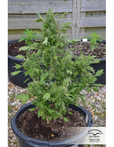 DUTCH PASSION - Auto Duck - 8