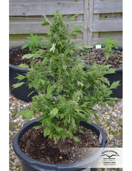 DUTCH PASSION - Auto Duck - 8