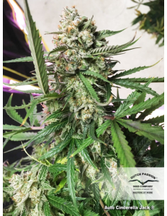 DUTCH PASSION - Auto Cinderella Jack - 1
