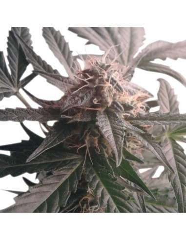 ROYAL QUEEN SEEDS - Northern Light Automatic - 6