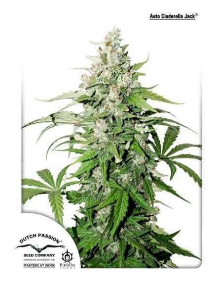 DUTCH PASSION - Auto Cinderella Jack - 2