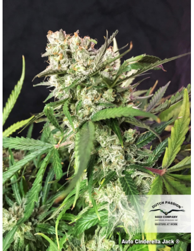 DUTCH PASSION - Auto Cinderella Jack - 3