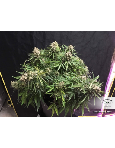 DUTCH PASSION - Auto Cinderella Jack - 4