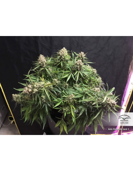 DUTCH PASSION - Auto Cinderella Jack - 4