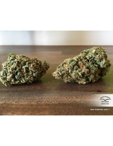 DUTCH PASSION - Auto Cinderella Jack - 5