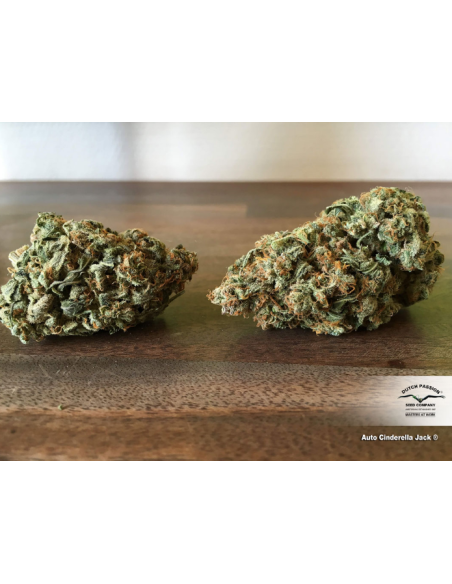 DUTCH PASSION - Auto Cinderella Jack - 5
