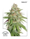DUTCH PASSION - Glueberry O.G. - 1
