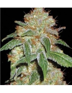 BULK SEED BANK - Dark Domina - 1
